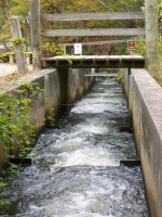 Herring Run IMG 4201